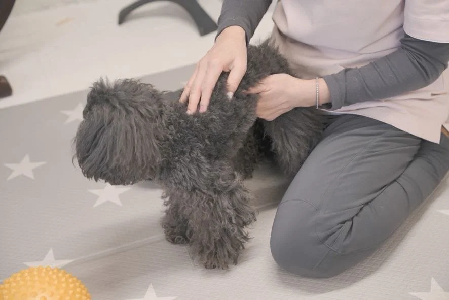 ずっと自分の足でその子らしい毎日を過ごす愛犬