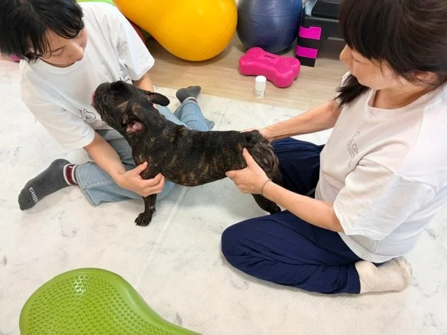 わんボディケアの施術の様子