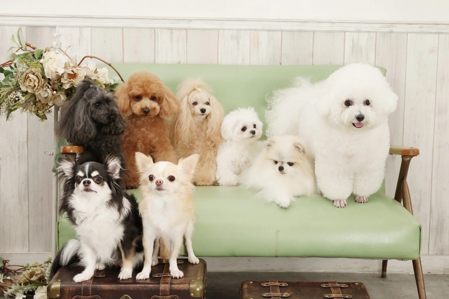 おうちのようにのびのびと過ごす愛犬の様子